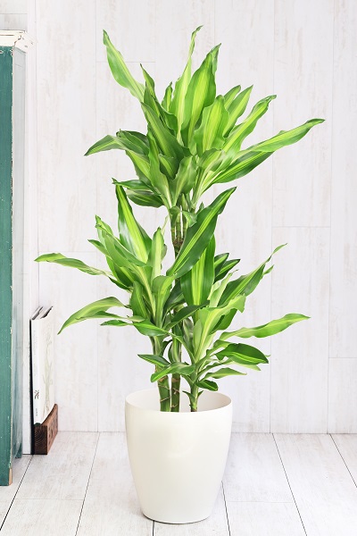 flower gift lab / ドラセナ ジェレ7号 （ラスターポット付）