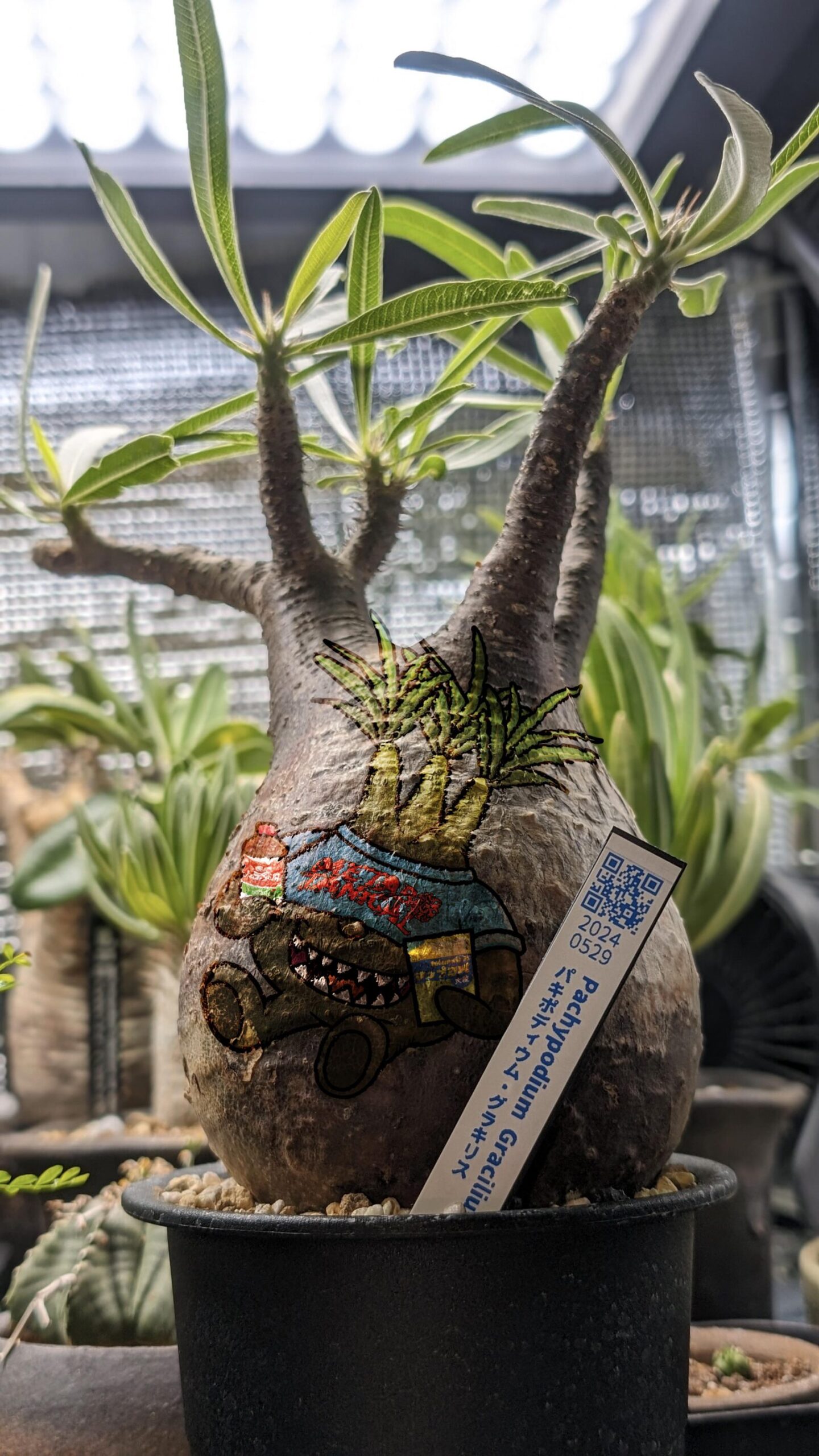 発根管理中のギラウミニアナ現地球。狂い咲き。 | メタボタニカル