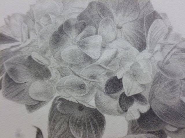 山根会員さまの鉛筆画「紫陽花」 ｜ 東京新宿のメッツ絵画教室｜予約制
