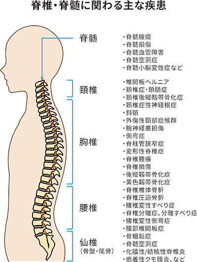 脊椎脊髄センター」開設 - Online MEWSOnline MEWS