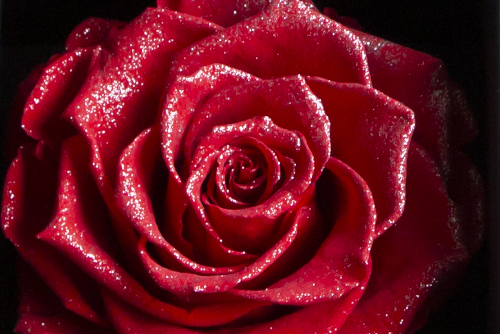 DRAWER（ドゥロワー） | 最高級プリザーブドフラワーのギフト通販なら