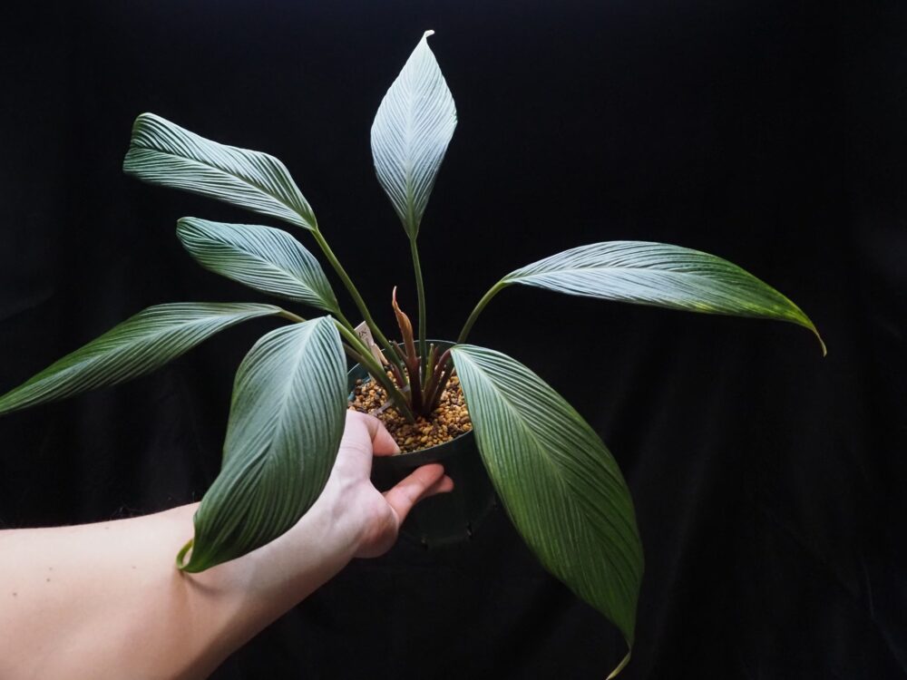 Homalomena Rec167 K0523-f1 | KZT PLANTS