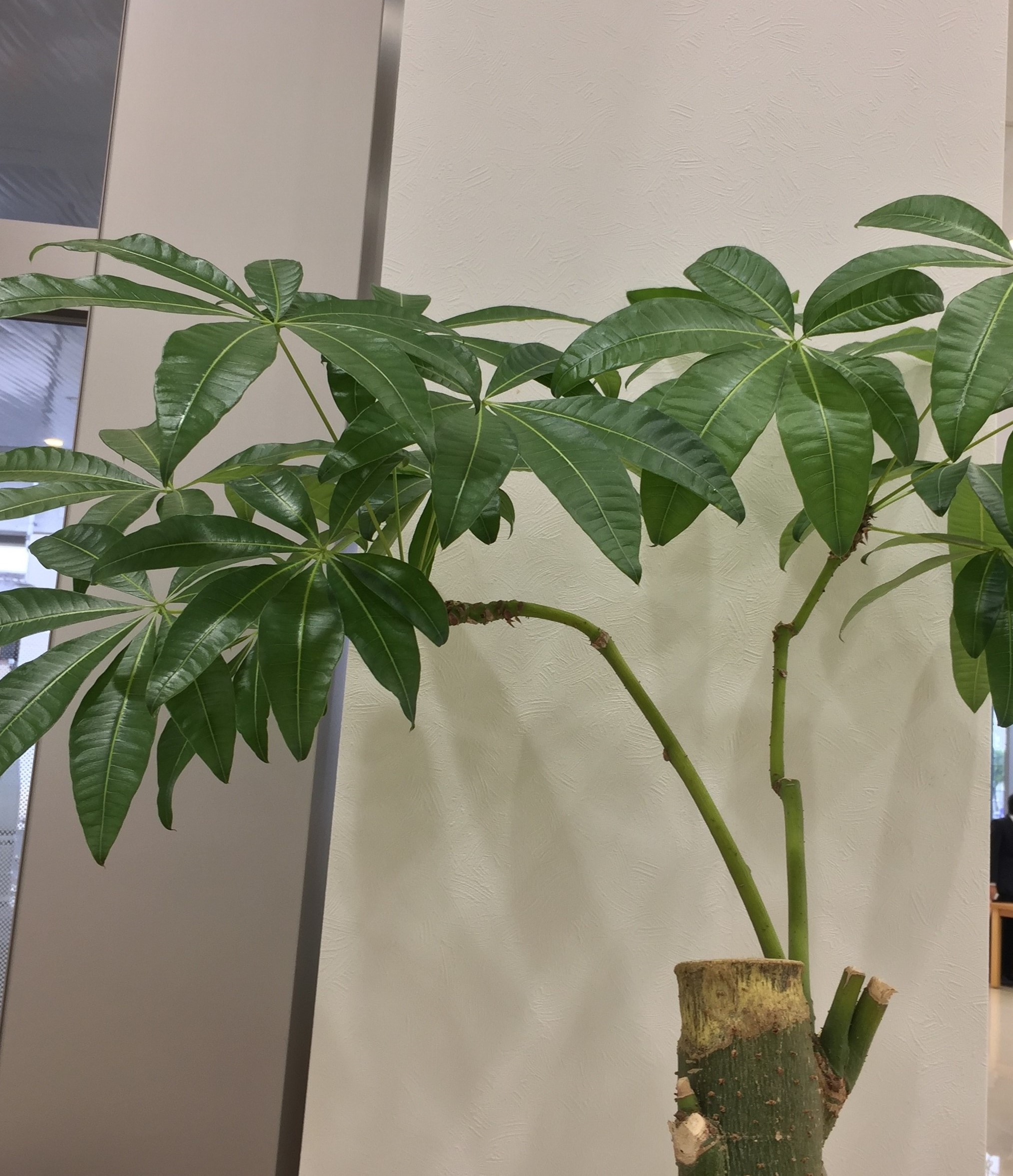 パキラのお悩み①幹が斜めになってます！：修正方法とお手入れ3つの