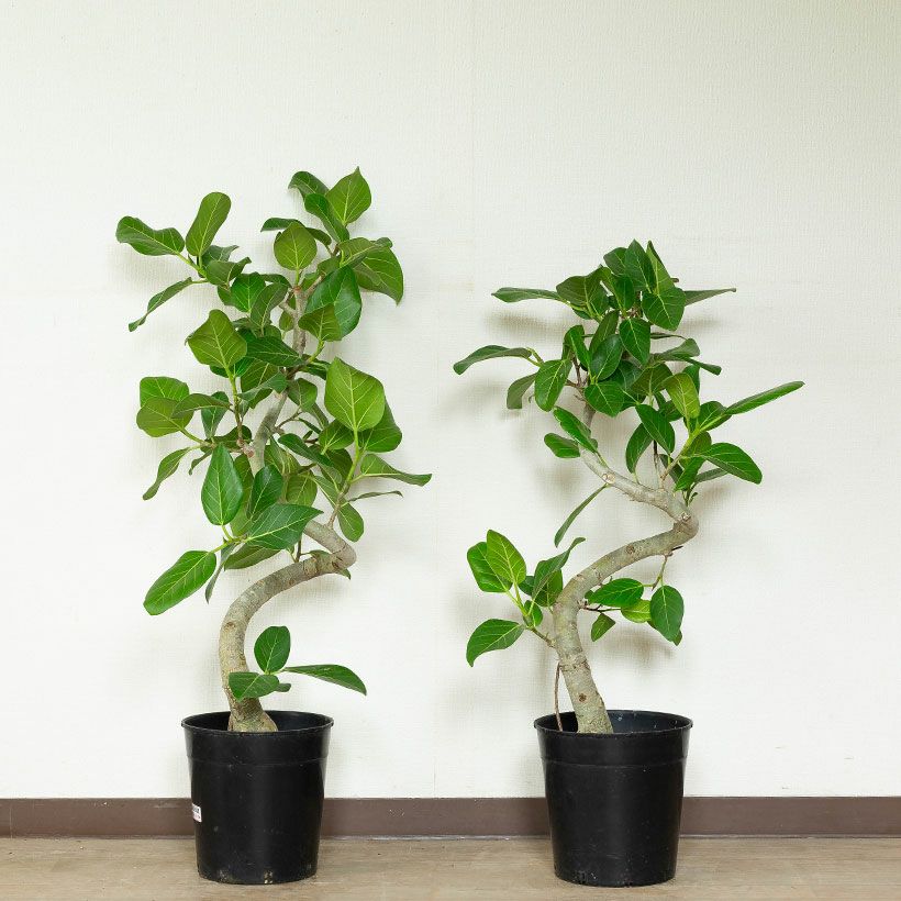 フィカス・ベンガレンシス｜大人気のゴムノキ！飾りやすい 6号鉢サイズ