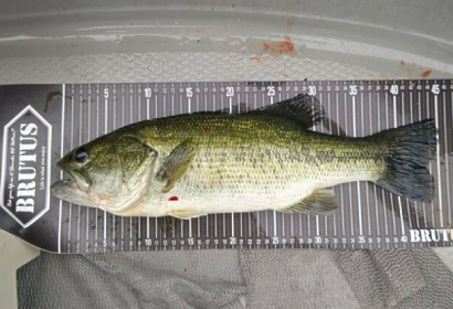 ブラックバス釣りについて | 【公式ホームページ】見晴茶屋