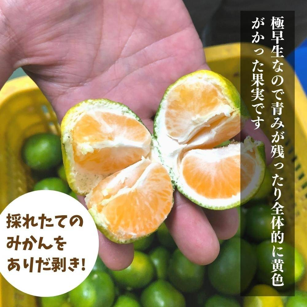 出荷開始】みかんシーズン到来✨極早生みかん🍊｜株式会社みかんの会