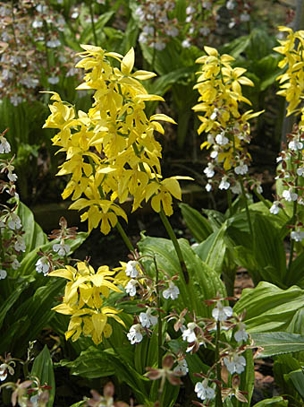 キエビネ Calanthe striata ラン科 Orchidaceae エビネ属 三河の植物観察