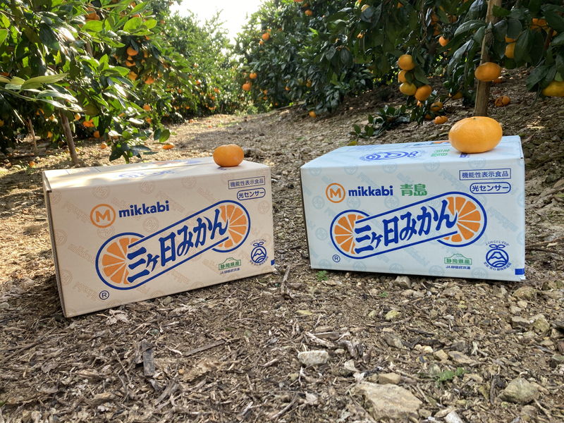 News&Topics｜【直売所情報】青島ミカンの入荷状況と年末年始の休業日