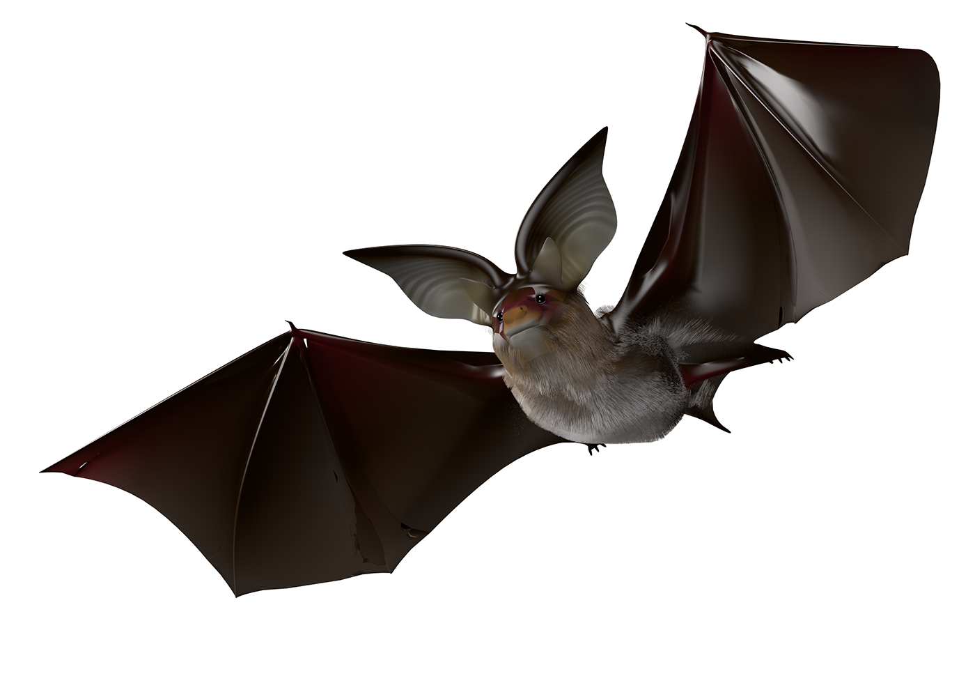 Hearing by Bats （コウモリの聴覚） maxresdefault.jpg