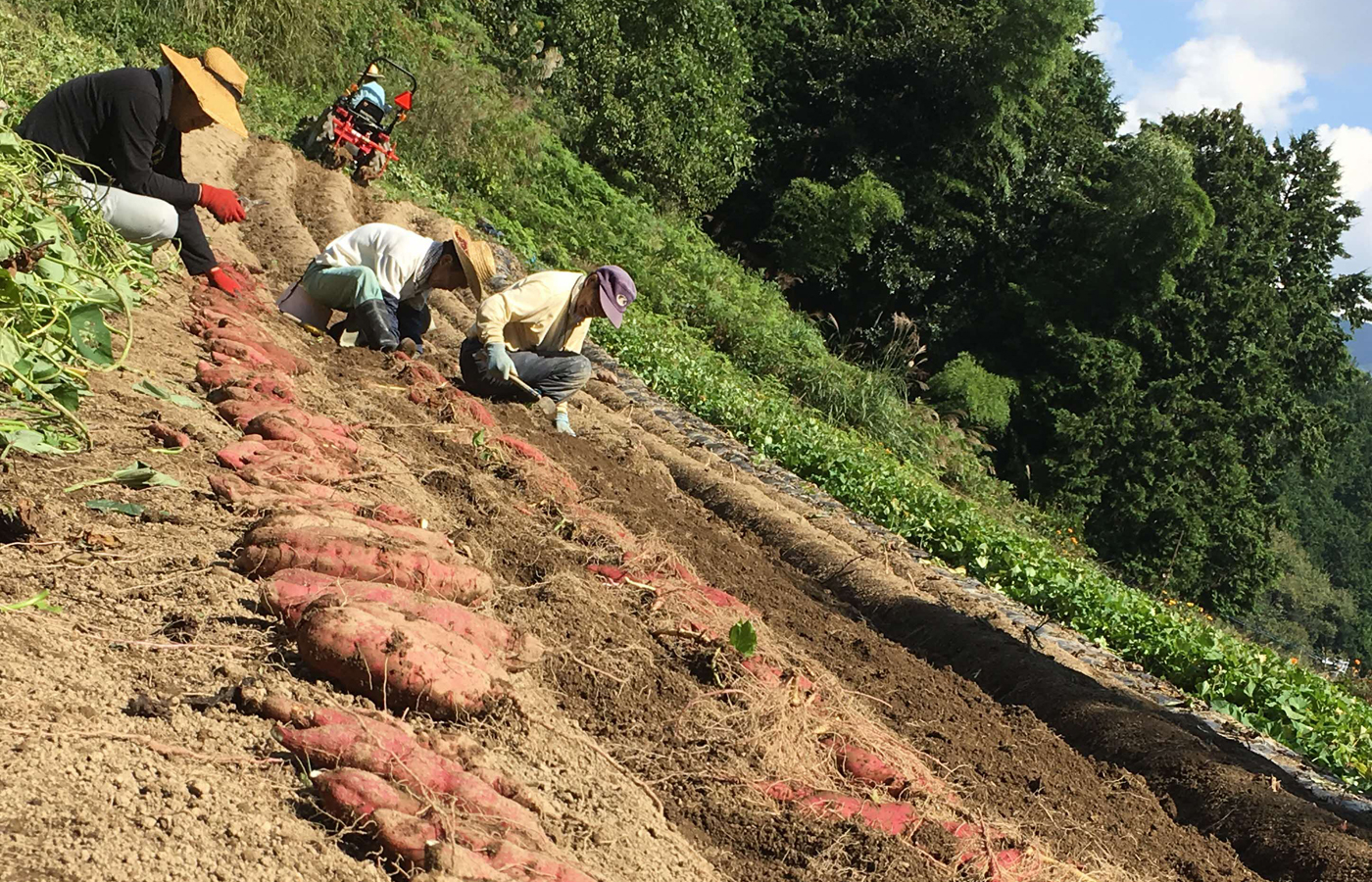 法市の干し芋 やわらかポチいも | MISHUKU R.420 | 三宿四二〇商店会
