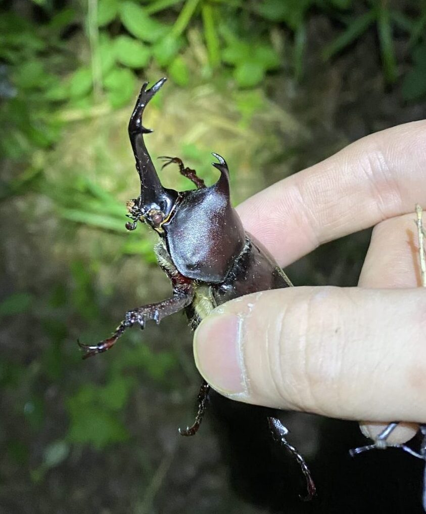 クワガタ・カブトムシの捕まえ方｜初心者や親子でも簡単！」 | 宮城で