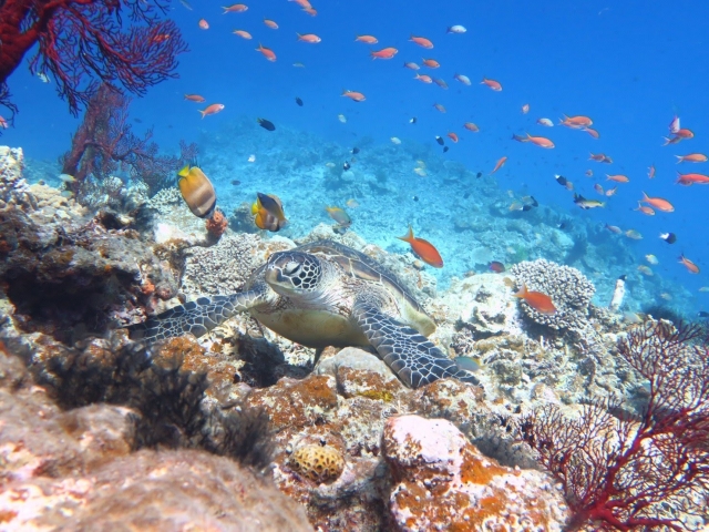宮古島にある国内最大級のサンゴ礁群 八重干瀬（やびじ）について