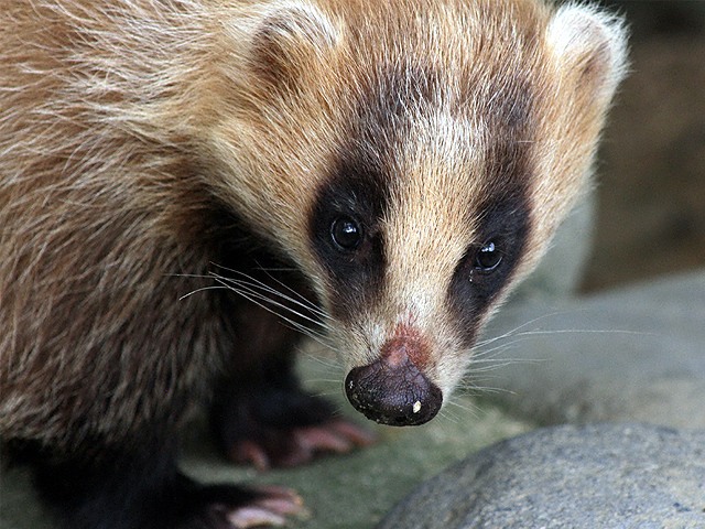 毛皮鞣し | もものけ通信