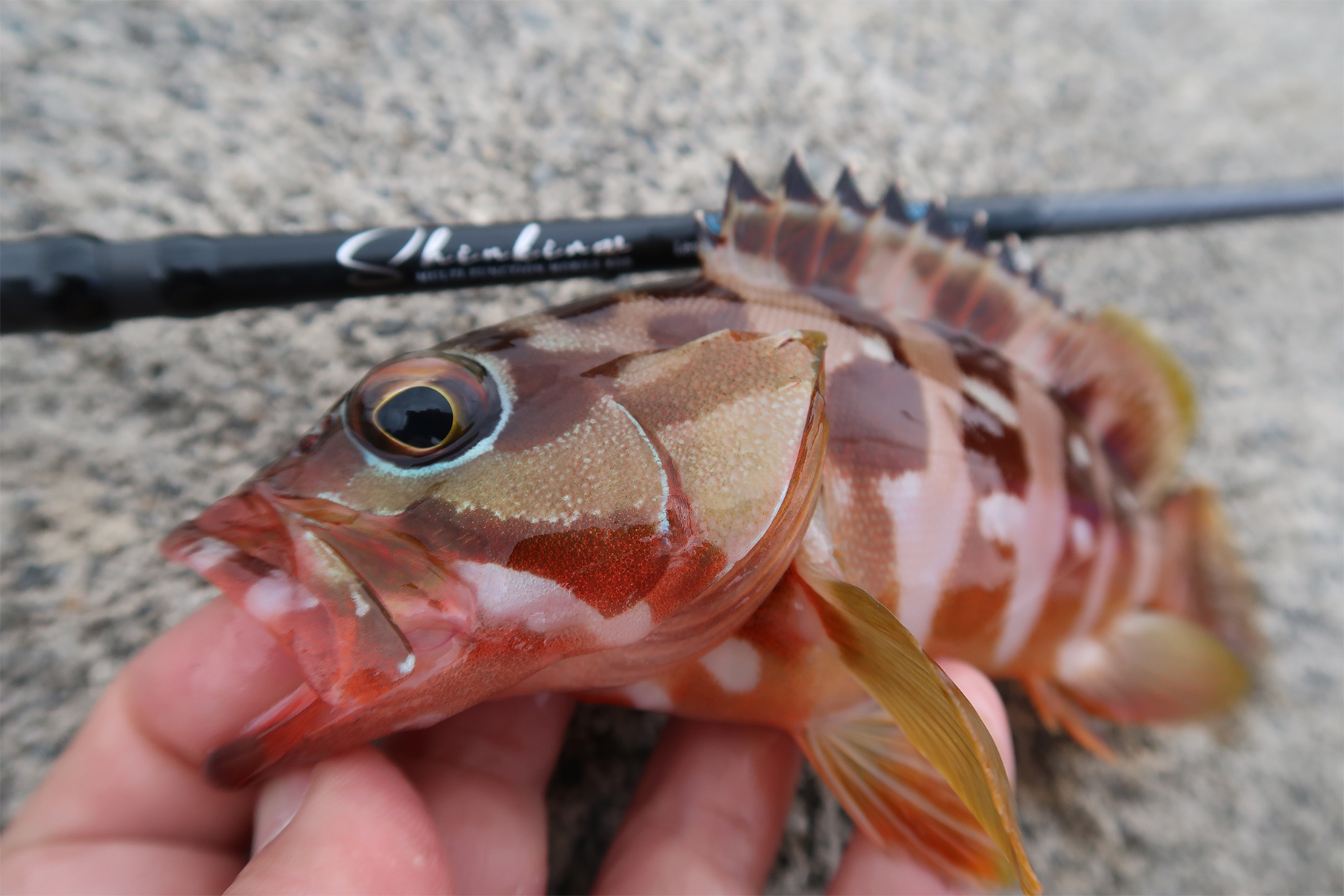 Shinkirow LIGHT-CRUISE 58/63ULS - Monster Kiss モンスターキス