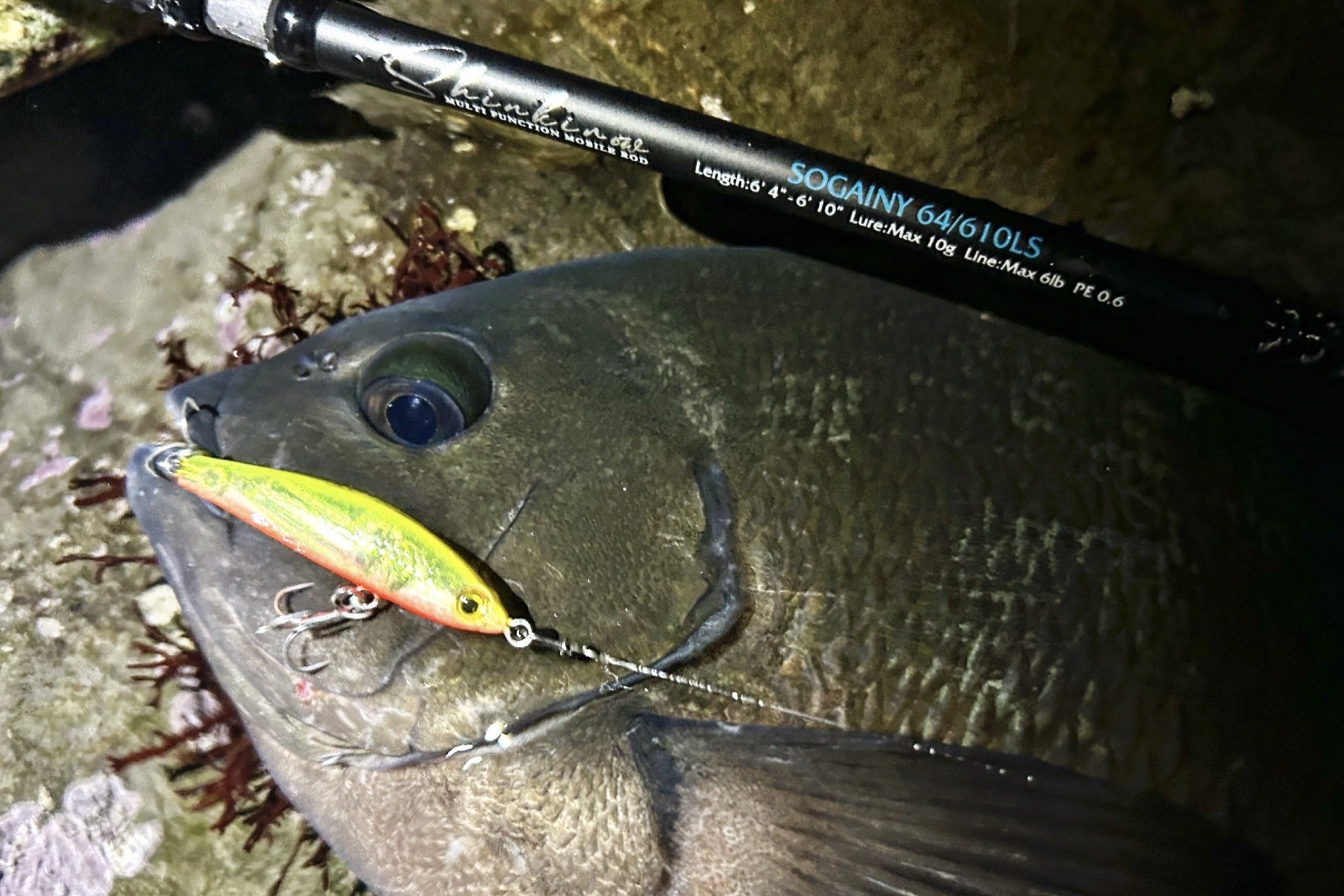 グレ・プラッギングの萌芽。「LIGHT-CRUISE」と「SOGINY」を使い分ける