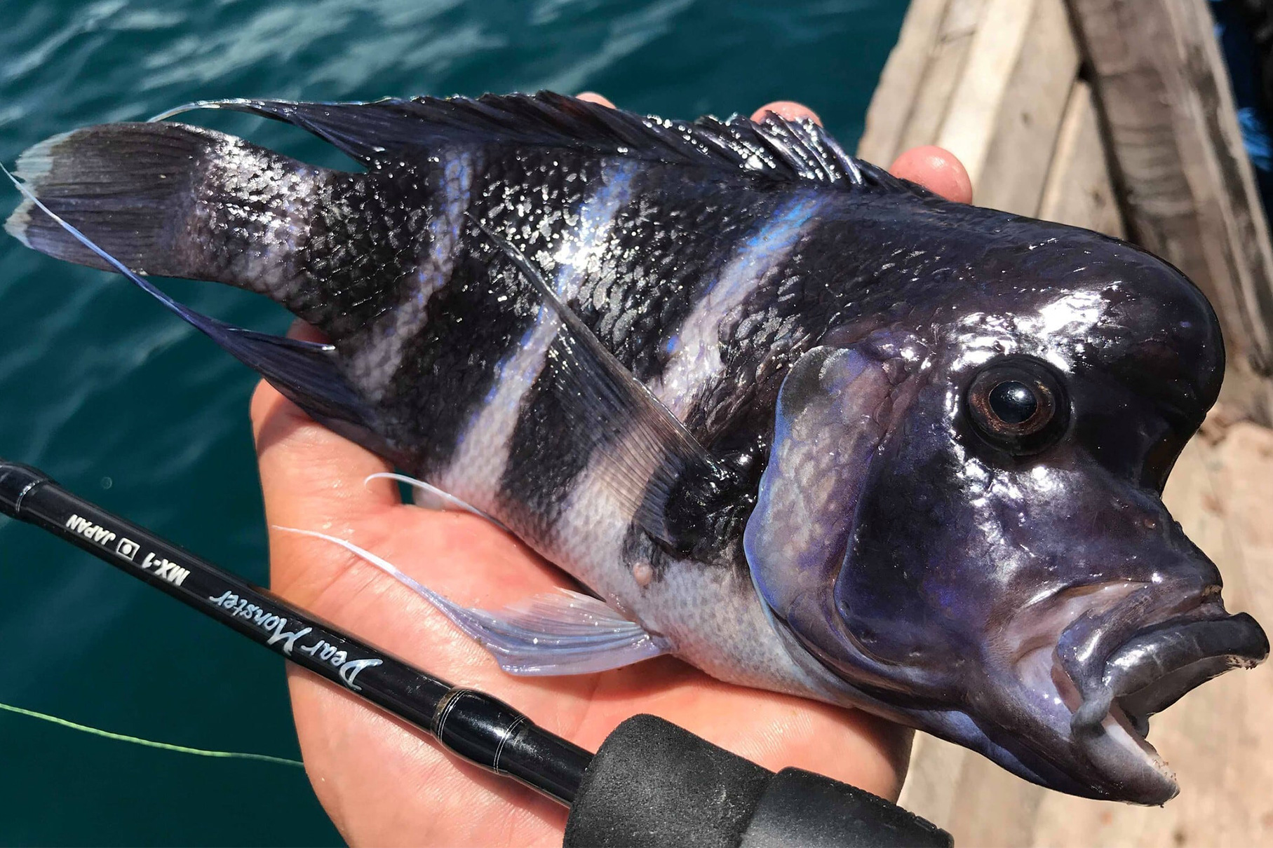 Dear Monster MX-1 - Monster Kiss モンスターキス