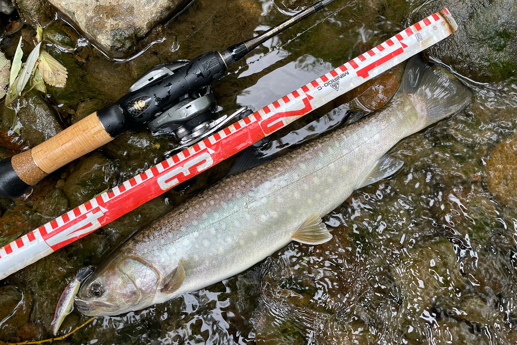 Dear Monster MX-39 - Monster Kiss モンスターキス