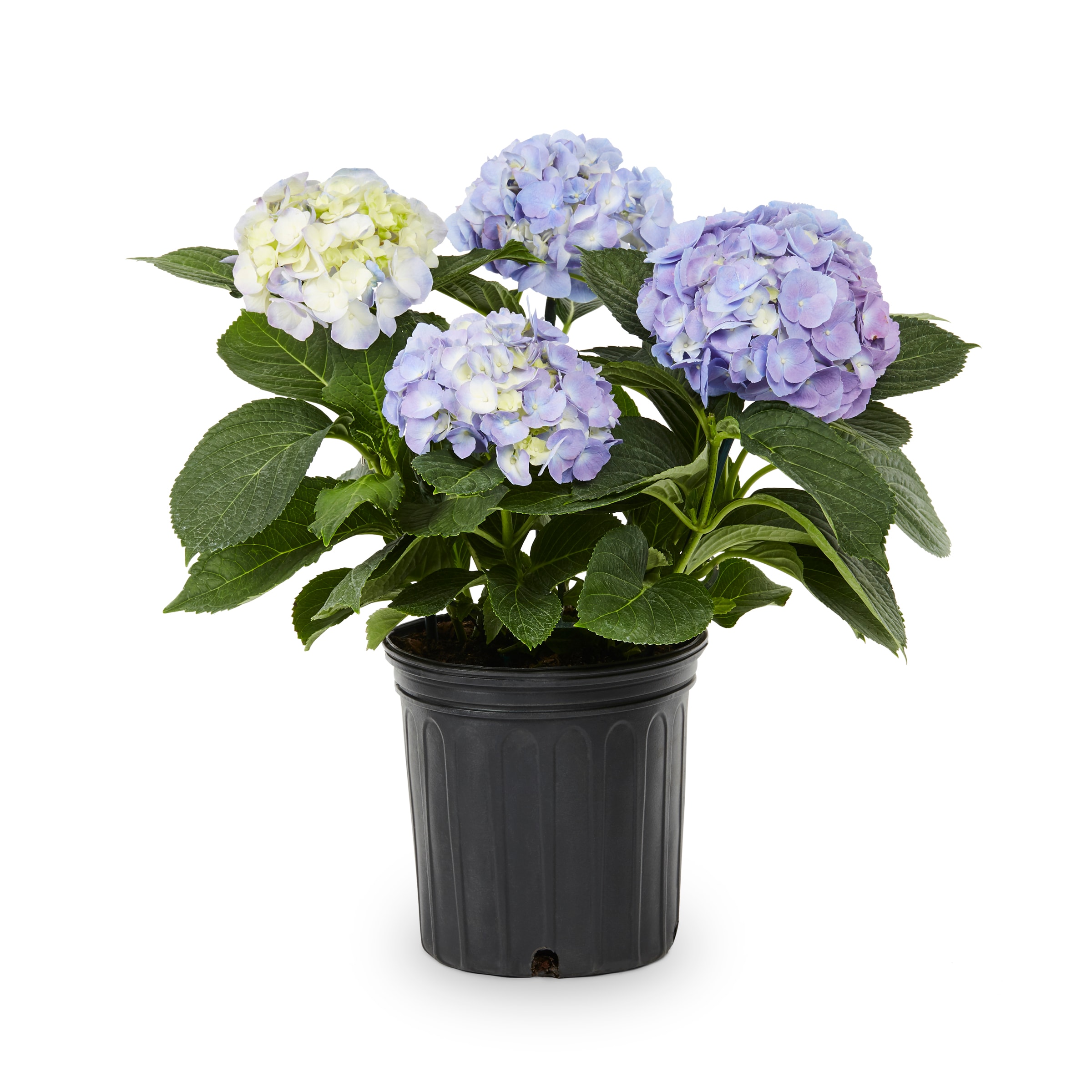 Lowe's Multicolor Hydrangea Accent Shrub in 1.5-Gallon Pot at