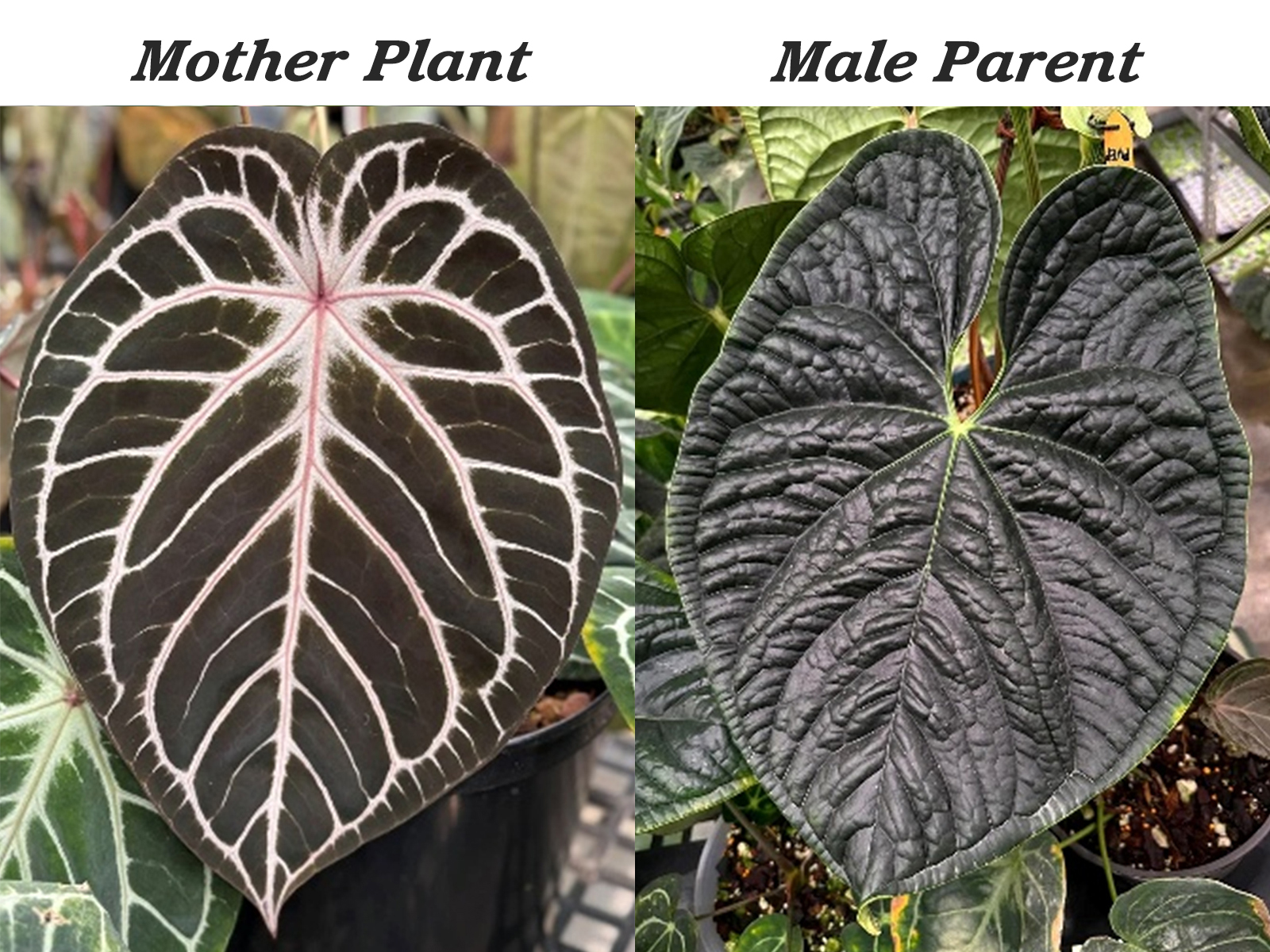 Anthurium (RC x KOS) x luxurians - Contact - MagicOasis Hoya Club