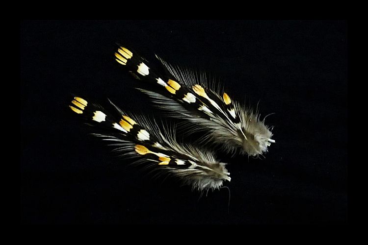 フライ マテリアル ハックル ジャングルコック 杜の家ブルック 通販