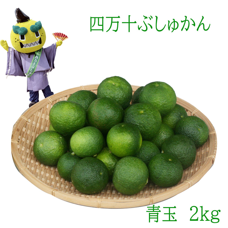 四万十ぶしゅかん 青玉2kg 高知県 仏手柑 しまんと 柑橘 ぶしゅまろ