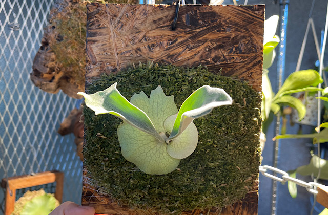 育成記録】ビカクシダ｜ウィリンキー ペドロタツタ ﾂﾝﾂﾝなるのでしょ