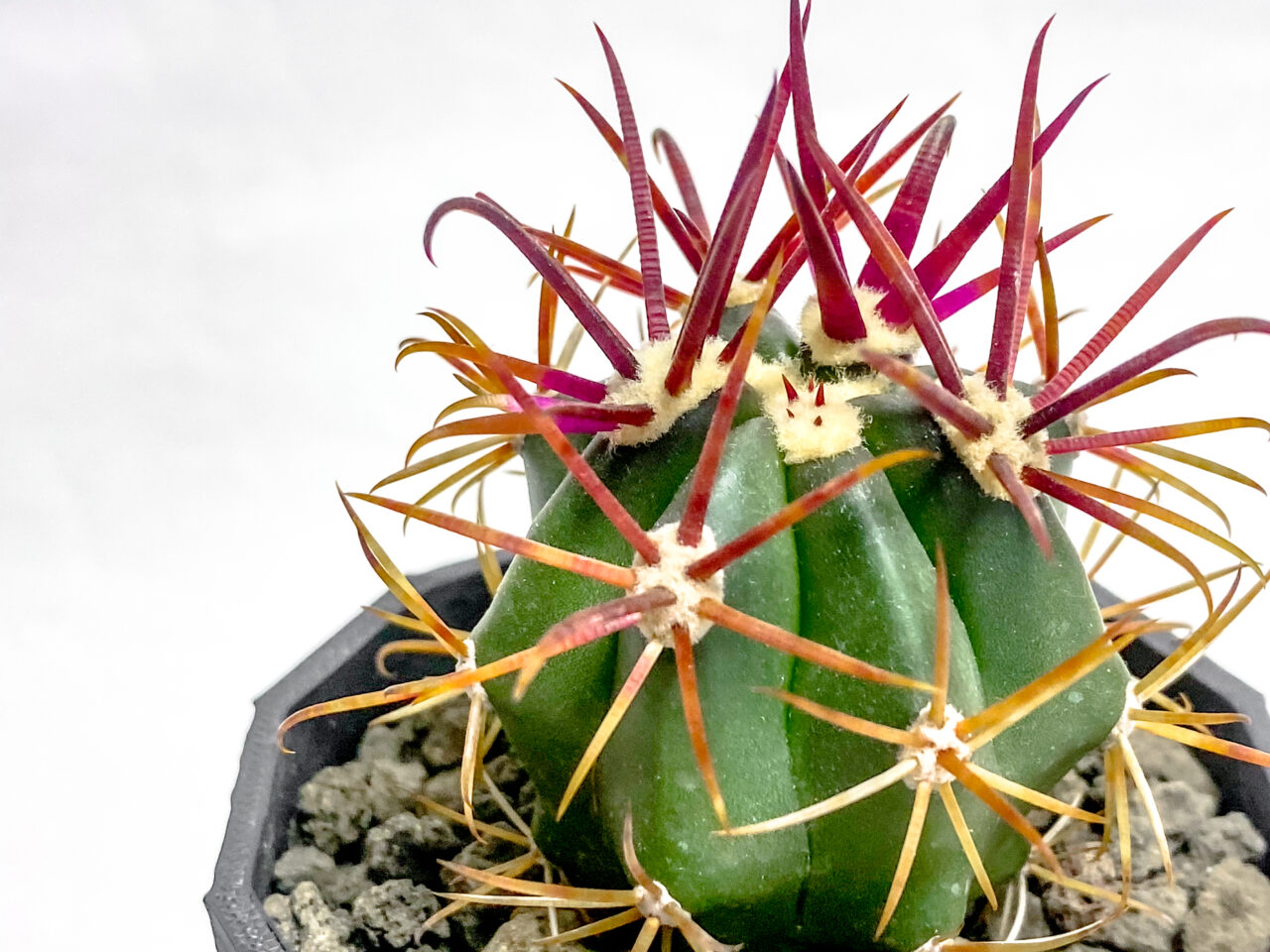 赤い棘が美しい！！フェロカクタス・神仙玉を植え替えたッ！！ | もす