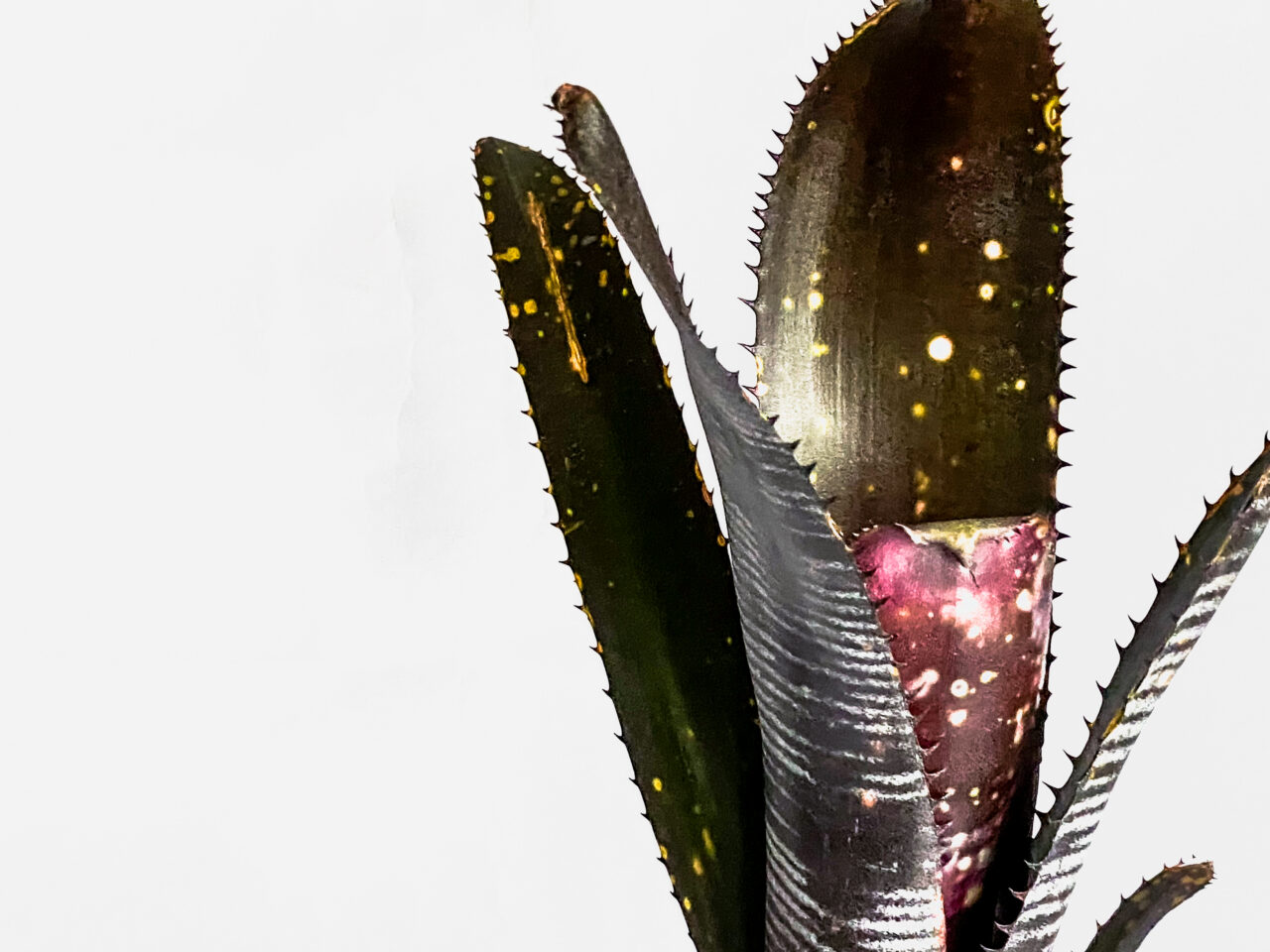 人気品種！ビルベルギア・ダースベイダーを発根管理から植え付け