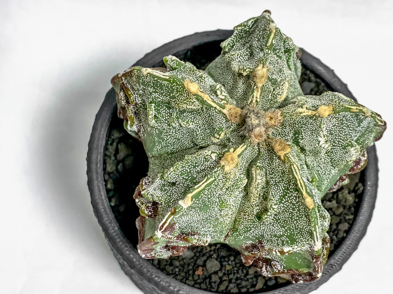 アストロフィツム・複隆鸞鳳玉を一年ぶりに植え替え！！ | もすレコ。