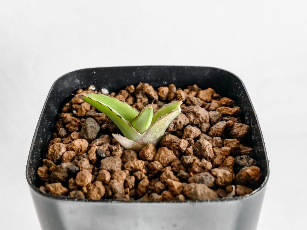 アガベ・笹の雪の子株たち！ | もすレコ。