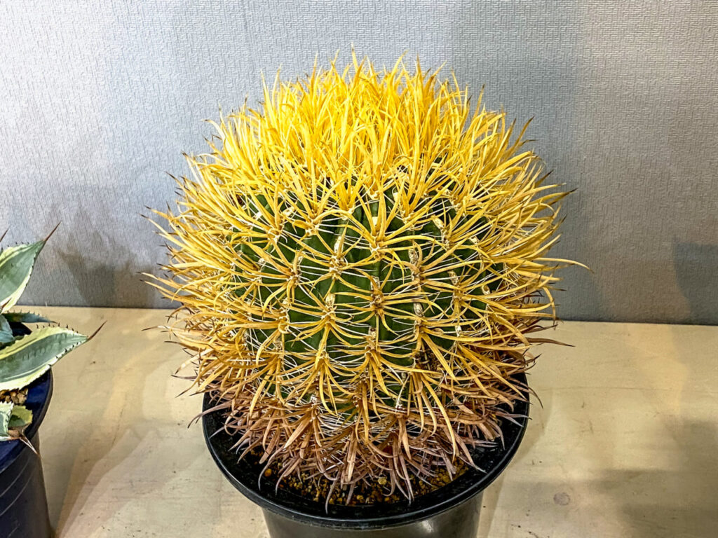 強刺系サボテン、フェロカクタス・金冠竜を植え替えた！！ | もすレコ。