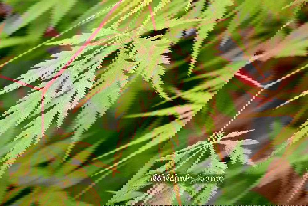 Buy Acer palmatum dissectum 'Zig zag' Japanese Maple — Mr Maple