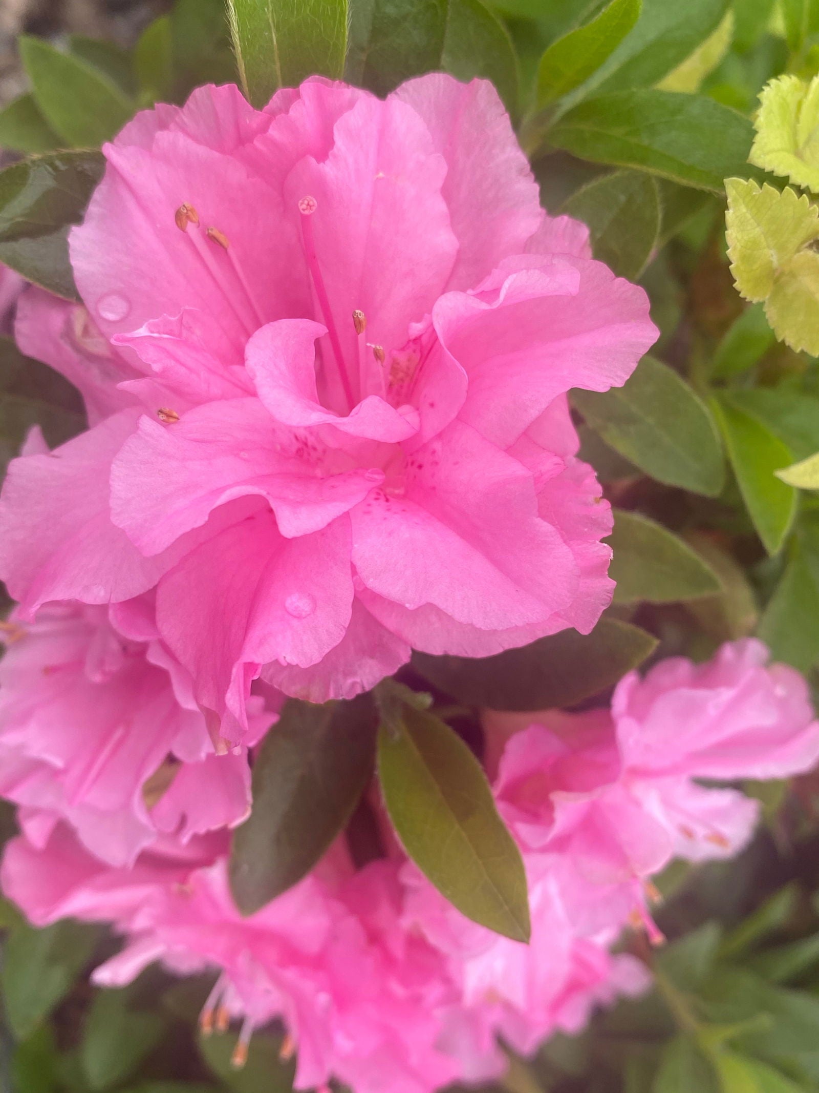 Buy Azalea 'Hallie' Double Pink Flowering Aromi Azalea — Mr Maple