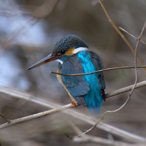 カワセミ - 自然｜むなかた電子博物館