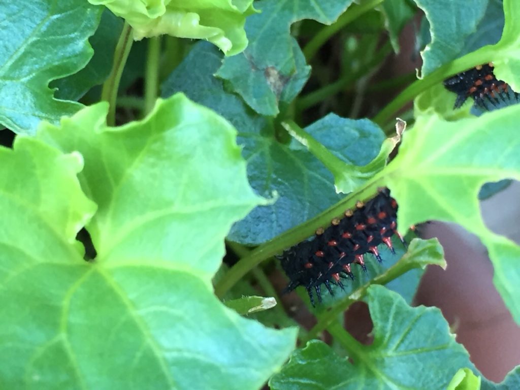 パンダスミレとそれを食べるツマグロヒョウモンの攻防 - Hanana tree