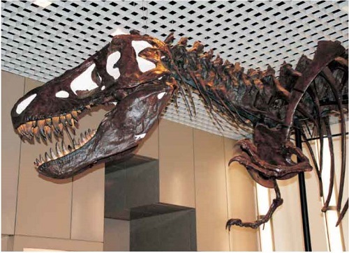 チラノサウルス類の歯化石（065号館蔵品紹介） - 徳島県立博物館