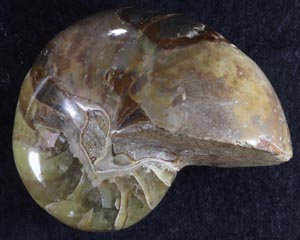 カルサイト化した化石が光る