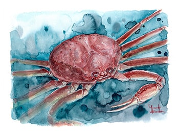 楚蟹 | 今月の魚 アーカイブ | 豊海おさかなミュージアム