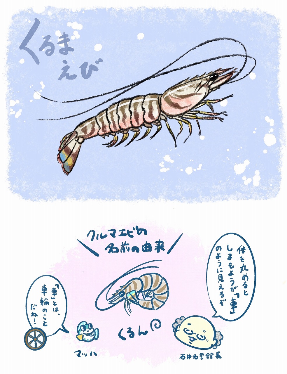 No.78 クルマエビ | 旬のお魚かわら版 | 豊海おさかなミュージアム