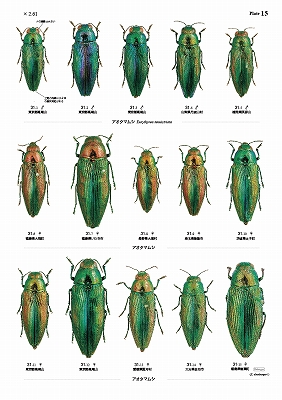 日本産タマムシ大図鑑