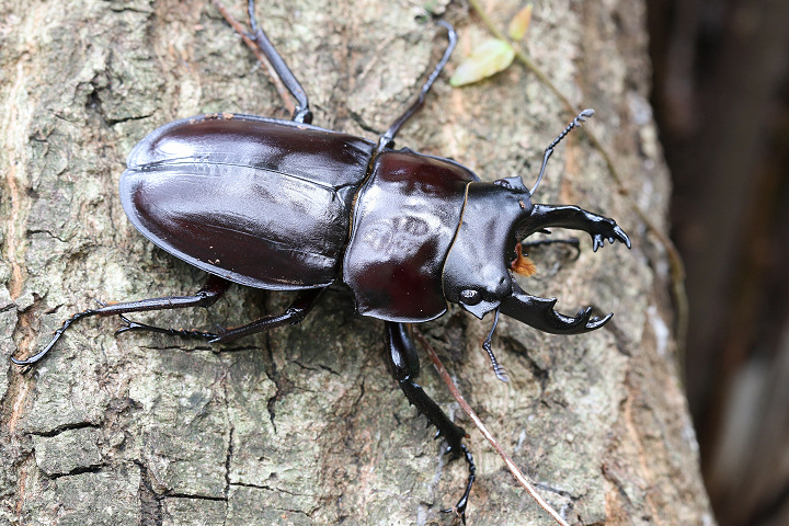 ヤエヤママルバネクワガタ