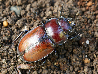 チャイロマルバネクワガタ