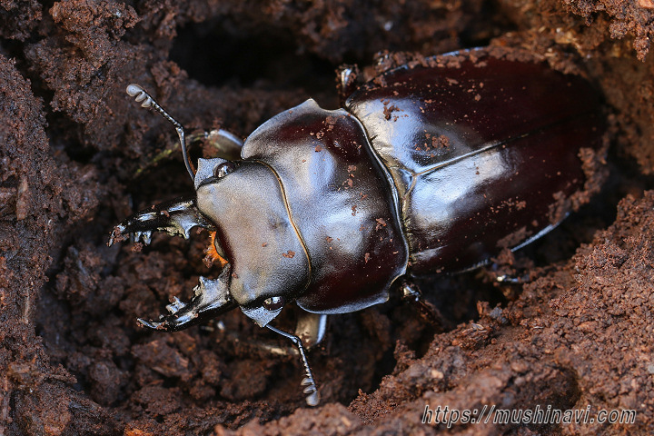 ヤエヤママルバネ 61mmup ペア ヤエヤママルバネクワガタ ペア ♂52mm