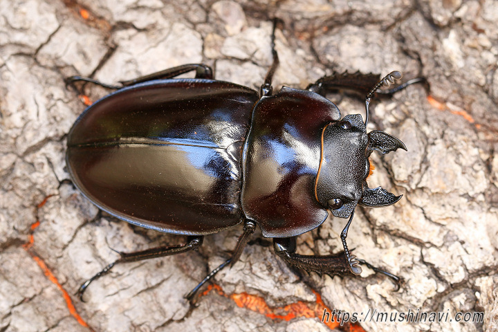 ヤエヤママルバネクワガタ飼育記録