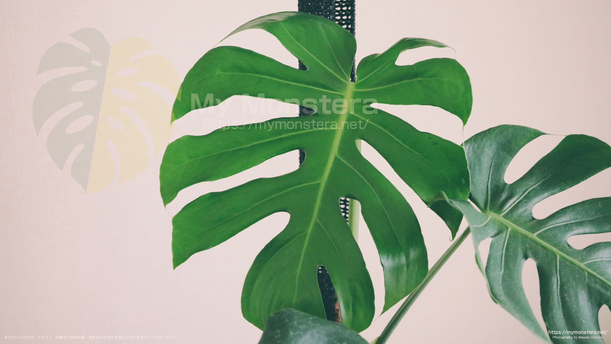 福助（丸葉のモンステラデリシオーサ）に支柱を設置 - 私のモンステラ