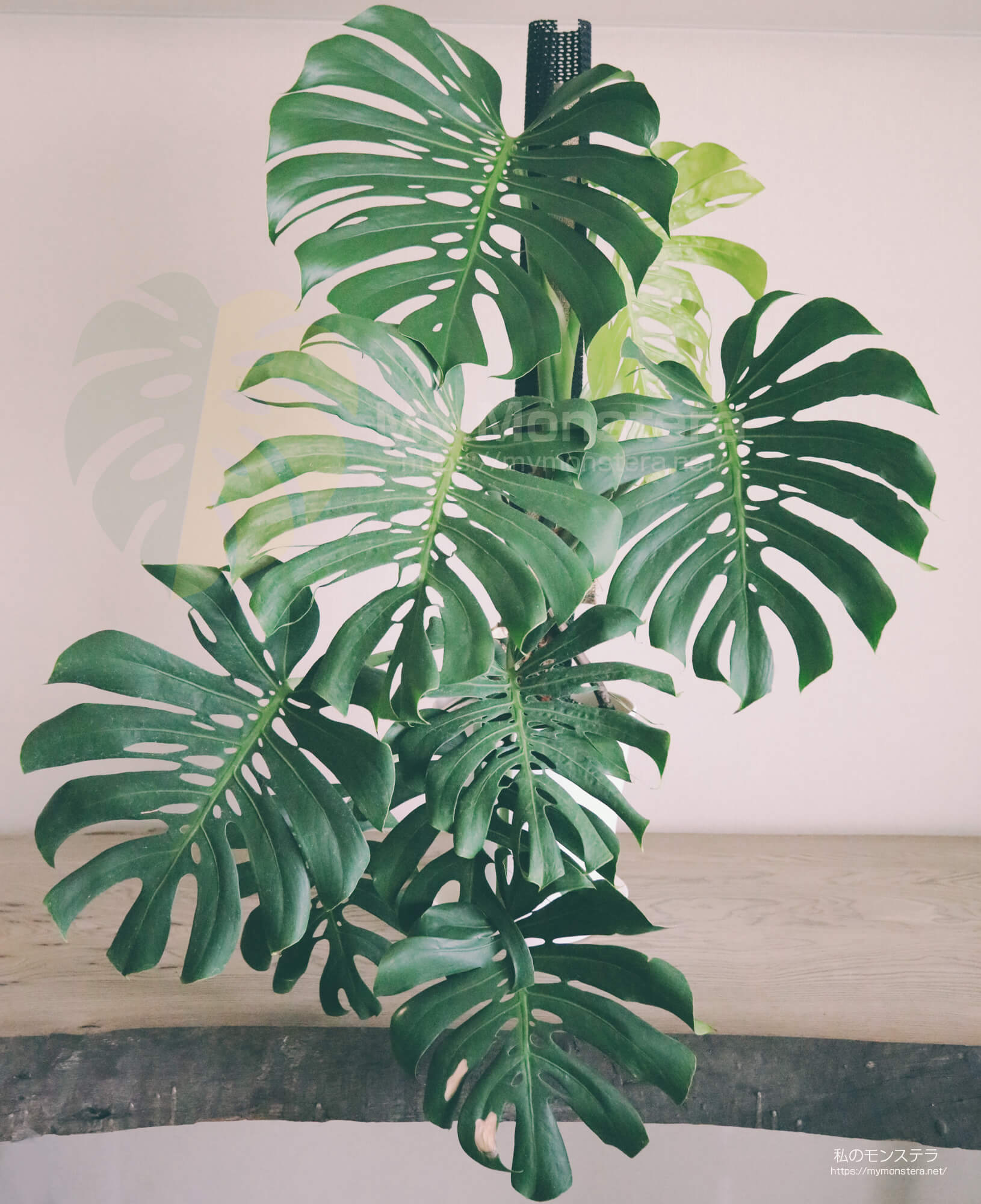 前回から約一ヶ月で新しい葉が開いたマクロコズムの気根が充実 - 私の