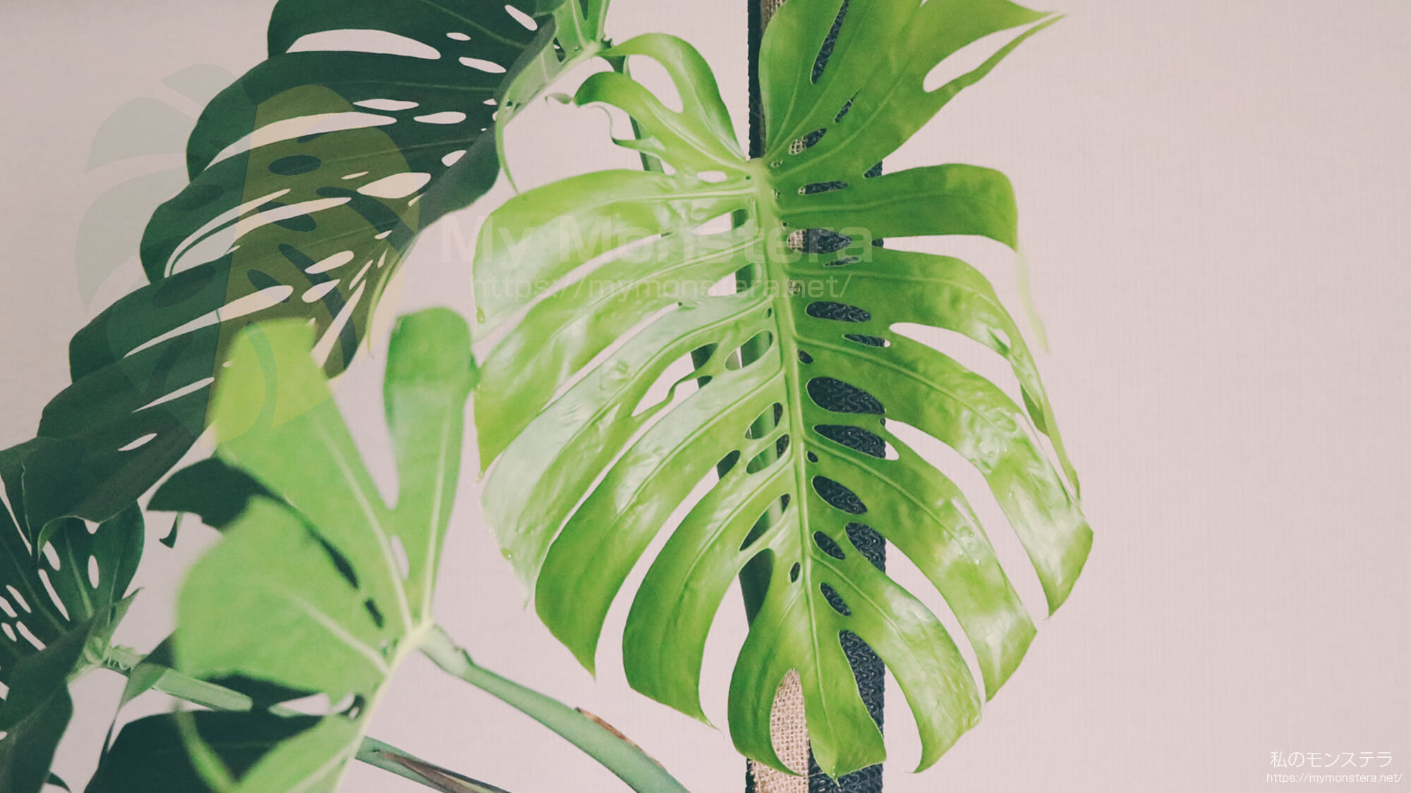 前回から約一ヶ月で新しい葉が開いたマクロコズムの気根が充実 - 私の