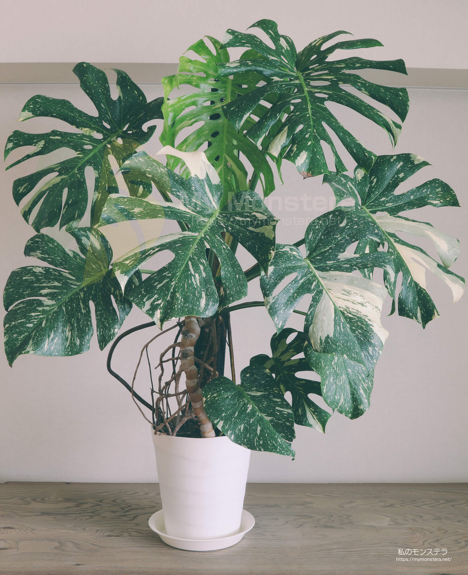 葉が大きく開いてきたモンステラタイコンステレーション - 私のモンステラ