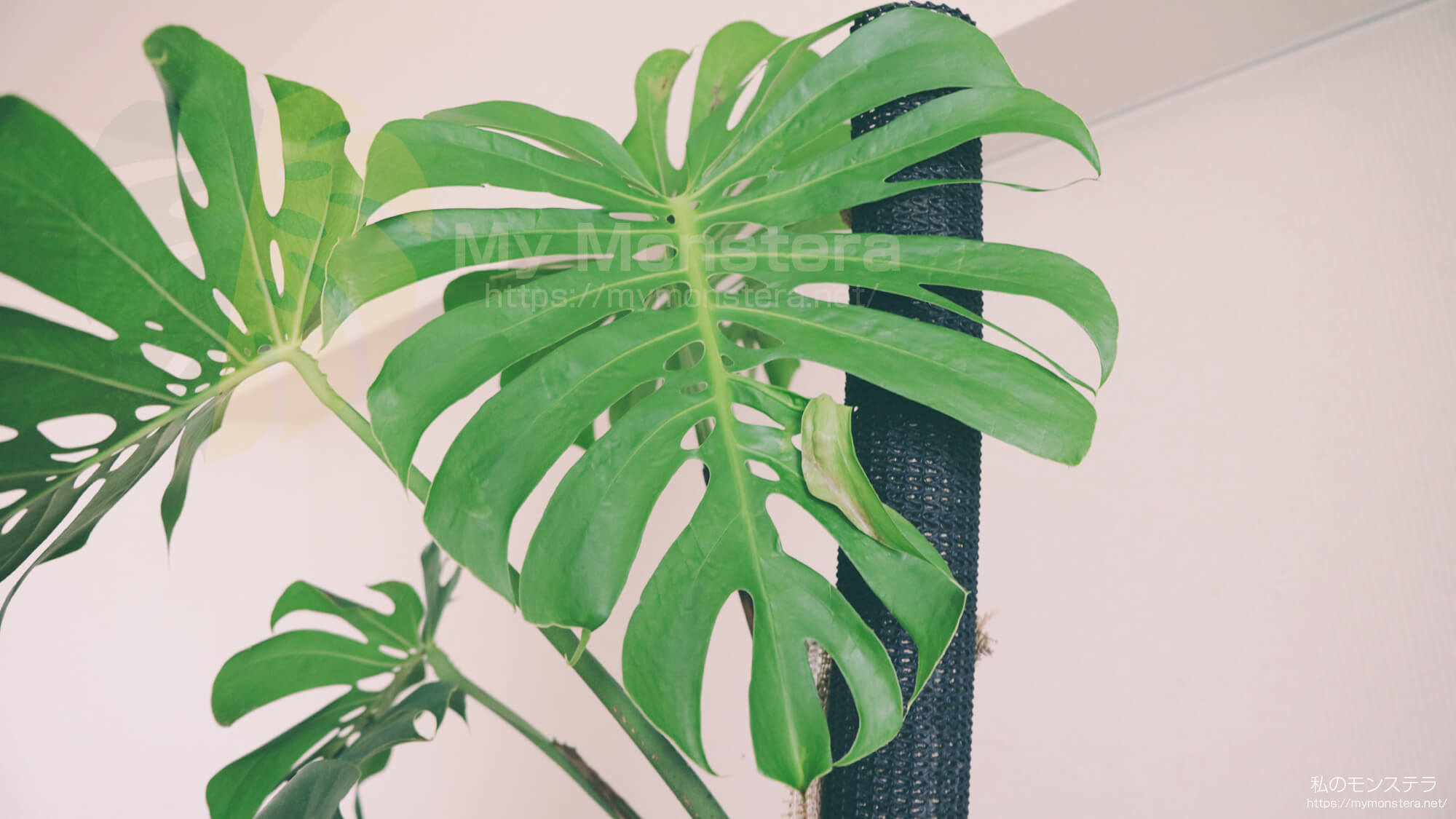 引き続き葉が反対向きに開くマクロコズムの名で購入したけれど