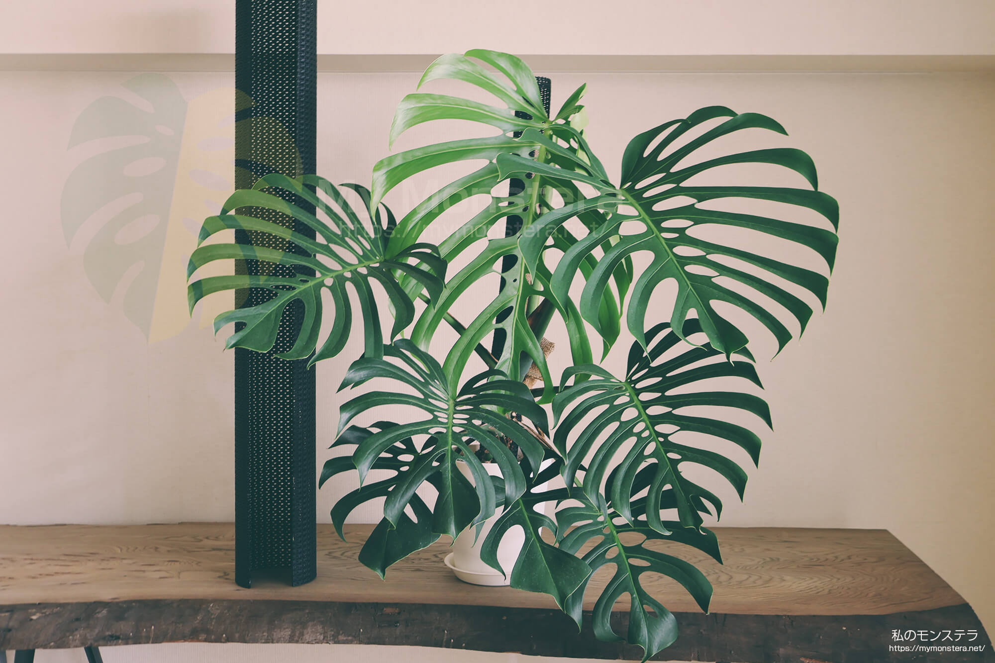 モンステラスケルトンを直径15cmの極太支柱へ植え替え - 私のモンステラ